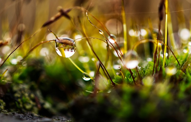 lawn-care-640x480-56725719.jpeg