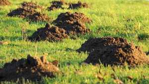lawn-care-640x480-98273071.jpeg