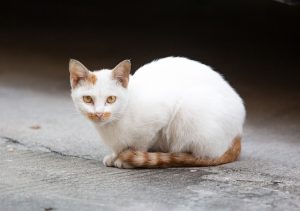 pet-sitting-640x480-75324891.jpeg