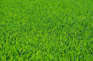 lawn-care-640x480-21072988.jpeg
