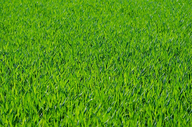lawn-care-640x480-21072988.jpeg
