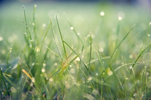 lawn-care-640x480-22038019.jpeg