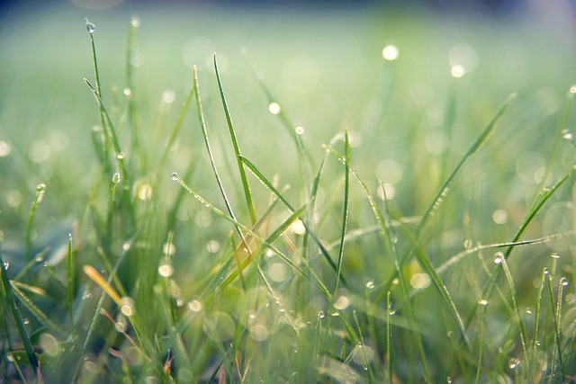 lawn-care-640x480-22038019.jpeg