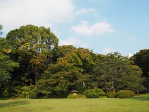 lawn-care-640x480-8623448.jpeg