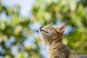 pet-sitting-640x480-28896425.jpeg