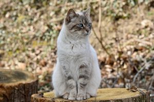 pet-sitting-640x480-34711586.jpeg