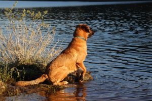 pet-sitting-640x480-41601324.jpeg