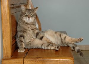 pet-sitting-640x480-45037763.jpeg