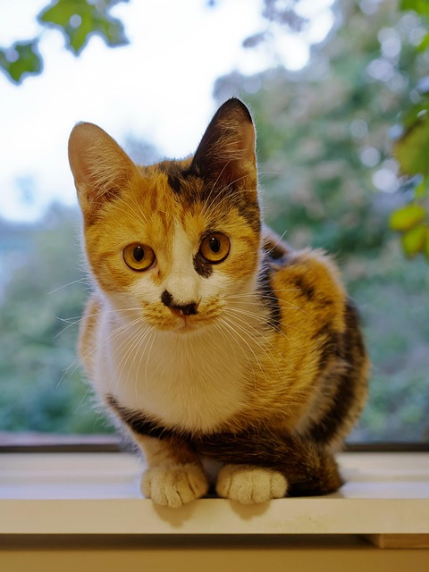 pet-sitting-640x480-4904324.jpeg