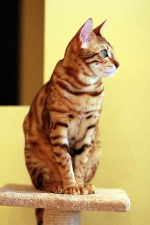 pet-sitting-640x480-60673943.jpeg