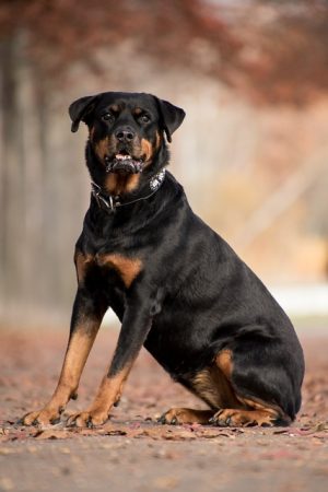 pet-sitting-640x480-94932192.jpeg