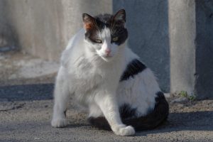 pet-sitting-640x480-13201512.jpeg