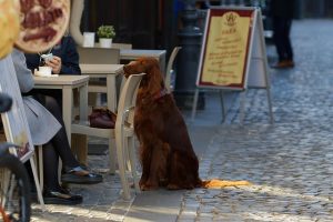 pet-sitting-640x480-48994010.jpeg