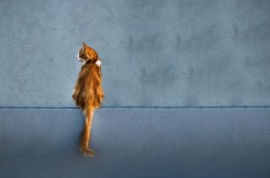 pet-sitting-640x480-55332227.jpeg
