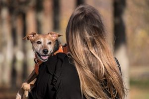 pet-sitting-640x480-55854048.jpeg