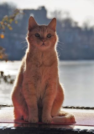 pet-sitting-640x480-72214344.jpeg