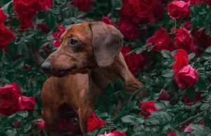 pet-sitting-640x480-79906470.jpeg