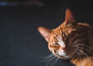 pet-sitting-640x480-86416180.jpeg