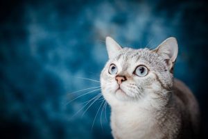 pet-sitting-640x480-9275584.jpeg