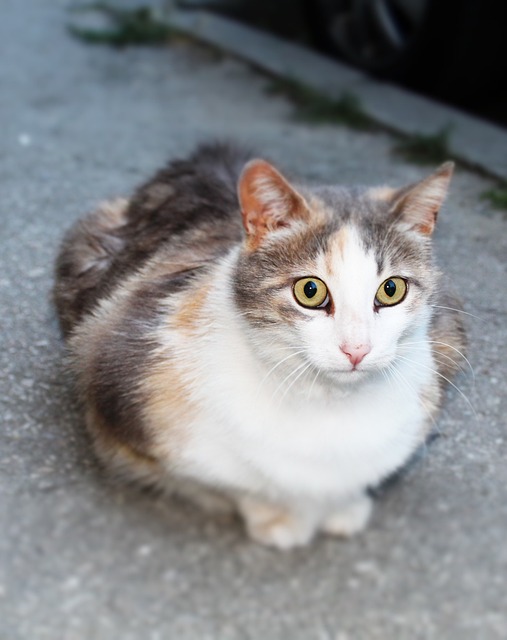 pet-sitting-640x480-95785366.jpeg