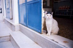 pet-sitting-640x480-99553778.jpeg