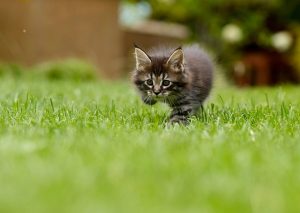 lawn-care-640x480-27757714.jpeg