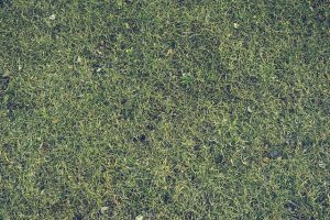 lawn-care-640x480-90788420.jpeg