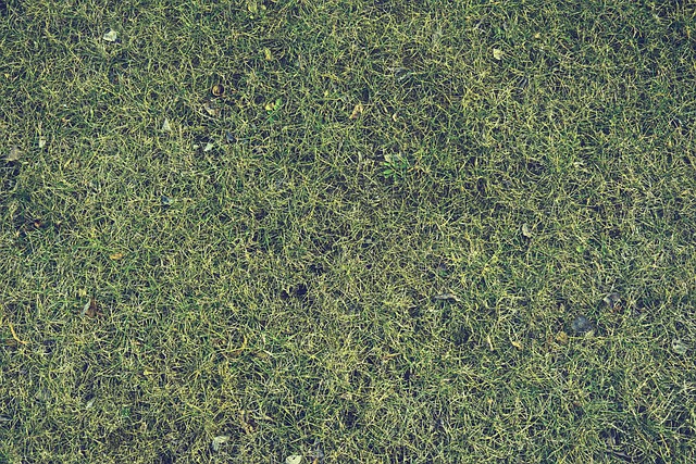lawn-care-640x480-90788420.jpeg