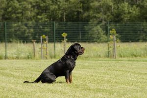 pet-sitting-640x480-21394716.jpeg