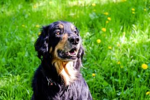 pet-sitting-640x480-40416258.jpeg