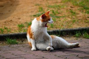 pet-sitting-640x480-43116319.jpeg