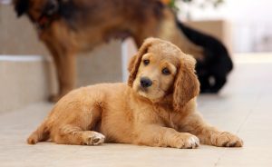 pet-sitting-640x480-54618307.jpeg