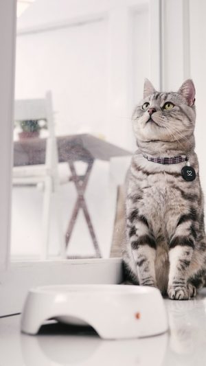pet-sitting-640x480-58185721.jpeg
