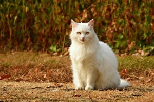 pet-sitting-640x480-93614683.jpeg