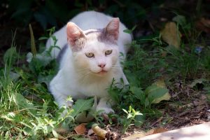 pet-sitting-640x480-98741842.jpeg