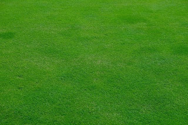 lawn-care-640x480-10411734.jpeg