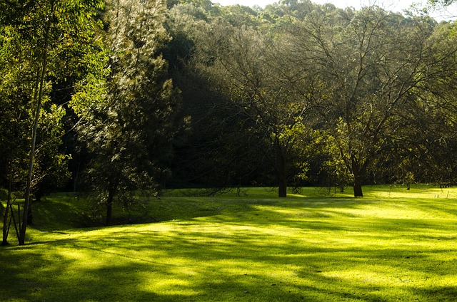 lawn-care-640x480-31895928.jpeg