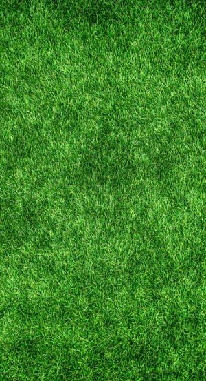 lawn-care-640x480-61101674.jpeg