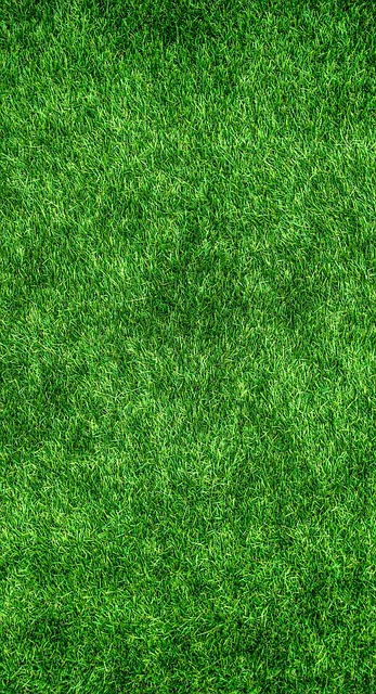lawn-care-640x480-61101674.jpeg