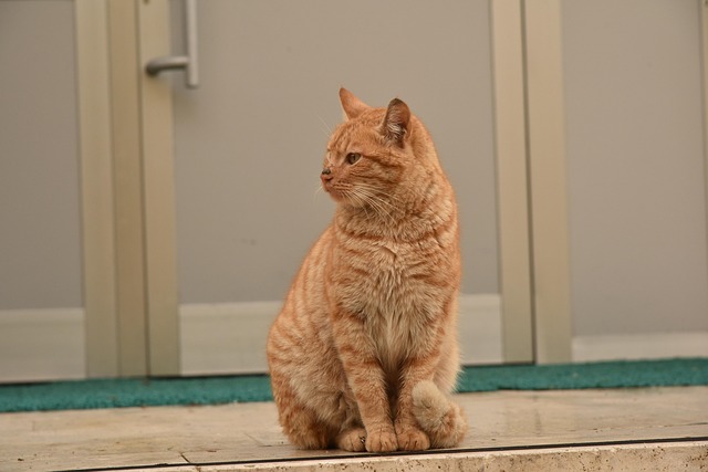 pet-sitting-640x480-12227177.jpeg