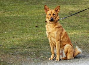 pet-sitting-640x480-32189617.jpeg