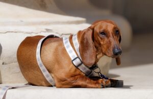 pet-sitting-640x480-34213077.jpeg