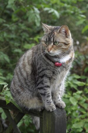 pet-sitting-640x480-36589967.jpeg