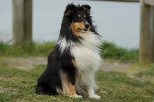 pet-sitting-640x480-40832175.jpeg