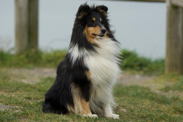 pet-sitting-640x480-40832175.jpeg