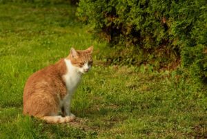 pet-sitting-640x480-45769052.jpeg