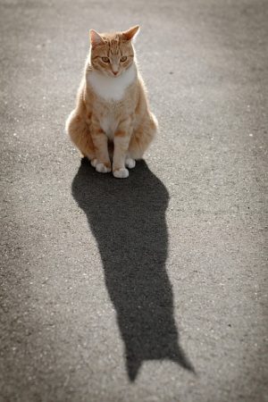 pet-sitting-640x480-64925375.jpeg