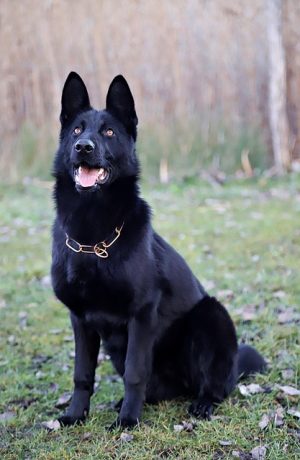 pet-sitting-640x480-92959488.jpeg