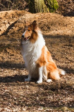 pet-sitting-640x480-95027983.jpeg