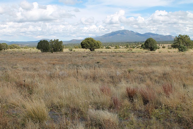 arizona